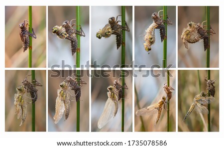 Collage of a Dragonfly metamorphosis Royalty-Free Stock Photo #1735078586