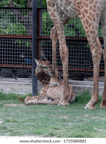 A young giraffe in an aviary with his parents in a zoo in the city of Belogorsk (Crimea, Crimean peninsula).