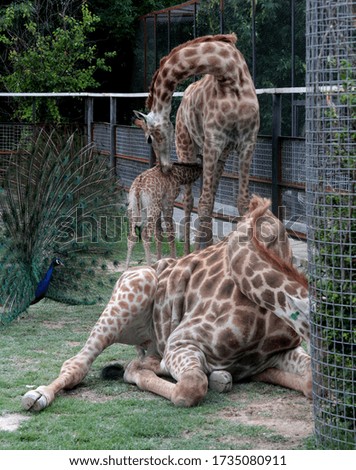A young giraffe in an aviary with his parents in a zoo in the city of Belogorsk (Crimea, Crimean peninsula).