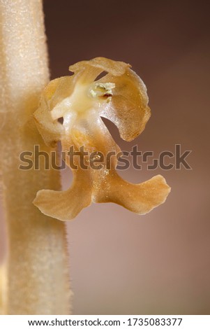 Bird's Nest Orchid - Neottia nidus-avis 
Close-up of single flower Royalty-Free Stock Photo #1735083377