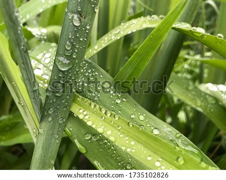 Beautiful green background. Wet leaves on summer. Water drops on the grass. Spring freshness. Macro photo of nature. Amazing flora. 