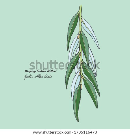 Vector illustration of the leaf of a Salix Alba Tristis, commonly known as a Weeping Golden Willow Royalty-Free Stock Photo #1735116473