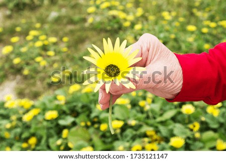 hand holding yellow daisy, spring is coming