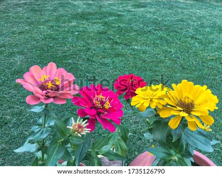 view of beautiful colorful flowers picture-grass, flower in park, Bloom of zinnia flower, red-yellow-pink flower
