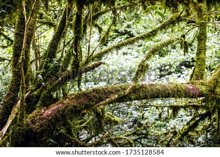 tropical leaves. Tropical rain forest. Beautiful background for illustration.