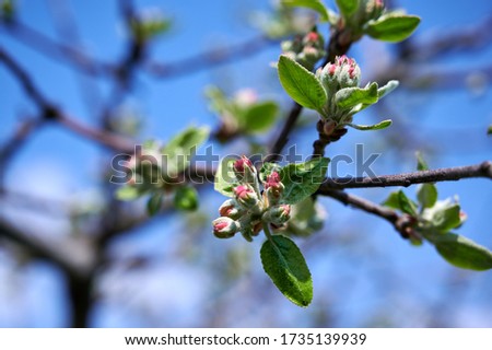 Apple buds in early spring Royalty-Free Stock Photo #1735139939