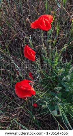 Bush of red poppy flowers in a clearing in the park.