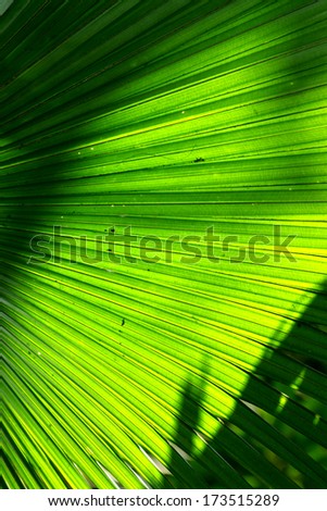 A palm leaf texture
