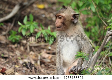 
The little monkey is looking for something on a natural hill surrounded by many trees.