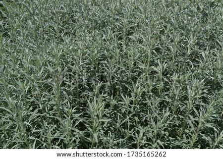 Plant Western Mugwort (Artemisia ludoviciana 'Silver Queen') Royalty-Free Stock Photo #1735165262