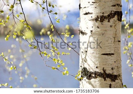 Blooming Birch tree in a sunny spring day. Young bright green leaves on birch tree branches close-up. White birch trunk in focus on a blurry blue background. Spring birch in bright sunlight close up. Royalty-Free Stock Photo #1735183706