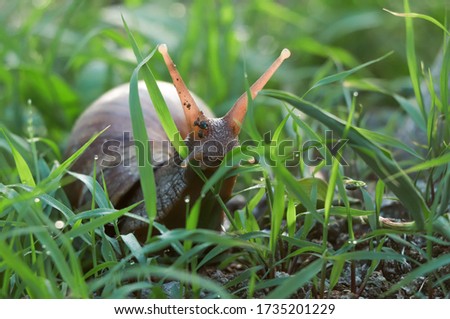 snail close up macro picture in grass .