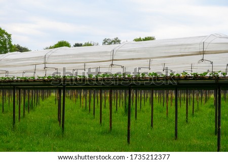 Bio farming in Netherlands, outdoor hydroponic shelved systems for cultivation of strawberry plants with plactic film protector