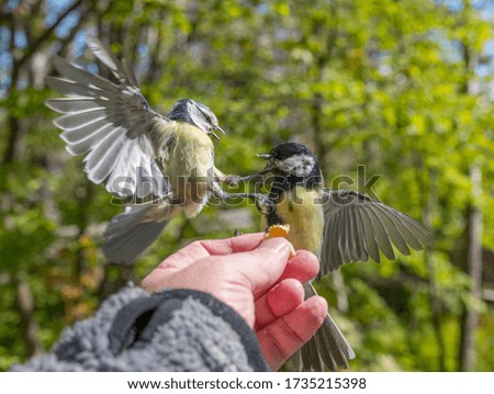 Blue tit and a Great tit fighting over a walnut fed by a human hand in a park in Stockholm a sunny spring day.