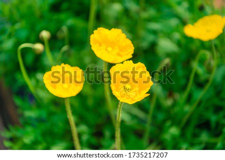 Yellow poppies blooming on a ranch in Futtsu City, Leaf Prefecture