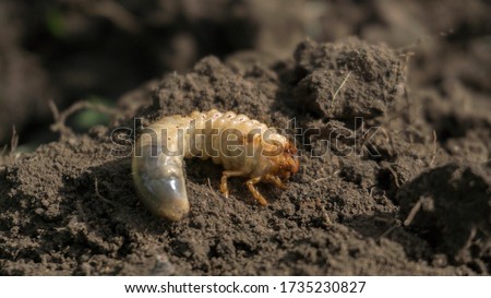chafer beetle larva close up