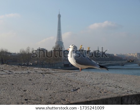 white dove on paris bridge with eiffel tower    