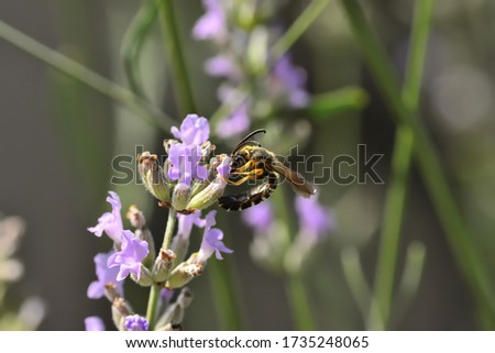 Macro photograph of a small specimen of Halictus, a large assemblage of bee species in the family Halictidae, while flying over lavender flowers.