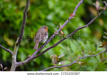 Singing robin perching An orange red breast endears it to us providing flash of colour Its evolutionary purpose is for among males using it to settle territorial disputes especially in breeding season Royalty-Free Stock Photo #1735250387