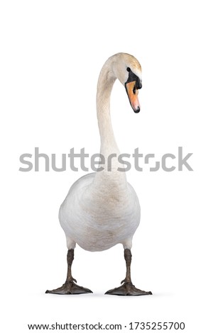 Beautiful male white Mute swan, standing facing front. Looking to camera. Head in curve. Isolated on white background. Royalty-Free Stock Photo #1735255700