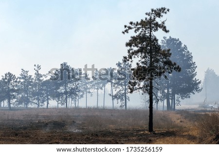 Burned forest, charred earth after the fire against the background of smoke and trees destruction landscape