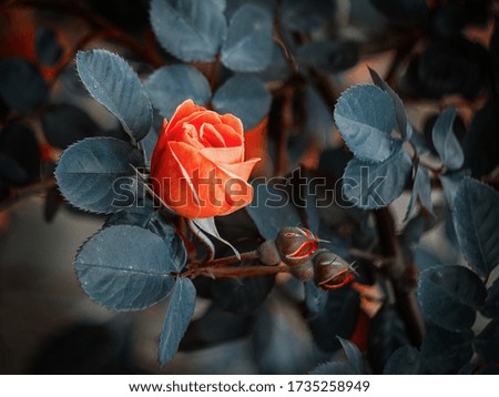 orange rose, orange rose bushes in the garden, blooming orange roses, rose buds in the garden