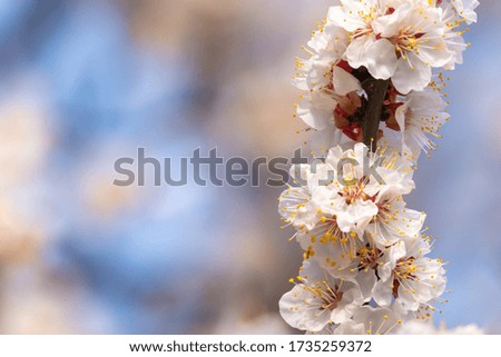 Fresh natural green and floral background. Blossom apricot tree with gentle white flowers banner. 