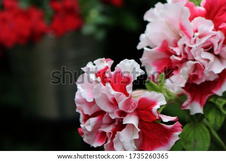 Petunia origami - beautiful flower in red and white shades. 