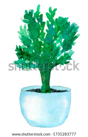 Home green plant in the blue pot. Watercolor hand drawn illustration. Isolated on the white background