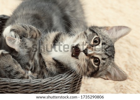 Two cute gray kittens play in a wicker basket on a background of a cream fur blanket