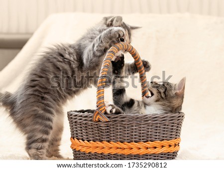 Two cute gray kittens play in a wicker basket on a background of a cream fur plaid