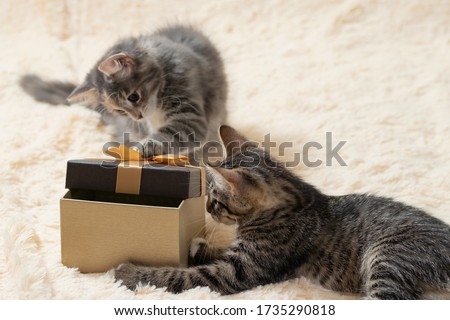 Two cute curious gray kittens are trying to peek into a gift box