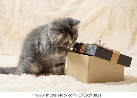 Cute curious gray kitten is trying to look into a gift box