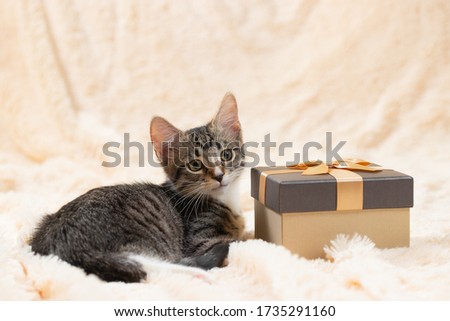 Cute gray tabby kitten lies on a cream fur plaid next to a golden gift box, copy space