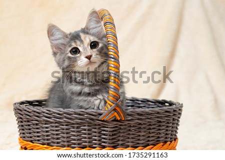 Cute gray kitten sits in a basket on a background of a beige fur plaid, copy space