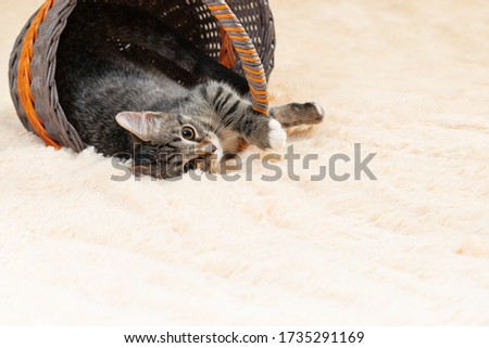 Cute gray kitten lies in a wicker basket on a cream fur plaid., copy space