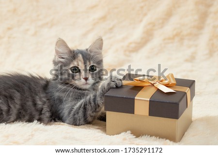 Cute fluffy gray kitten lies on a beige, fur plaid next to a golden gift box, copy space