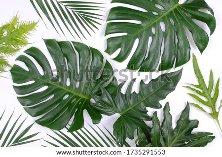 flat lay of various green leaves for decoration on white background
