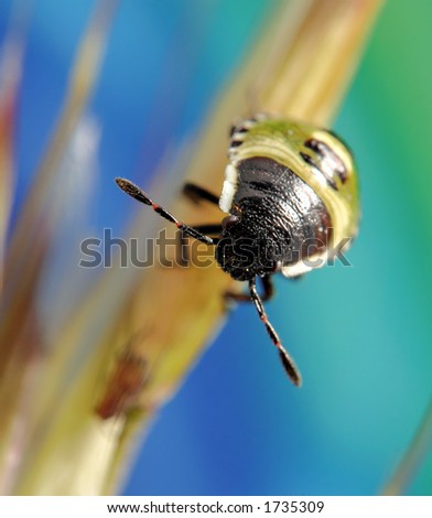 Extreme macro - Beetle on a blade of grass, great bokeh