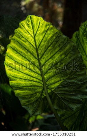 Picture of a palm leaf, taken in Seville, Spain in one of the parks.