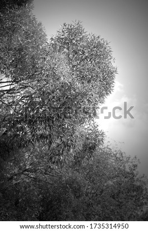 Black and white photo branch,Picture of a dry tree with a background sky,Trees in the dry season,Free space for filling text,Black and white picture,Trees and drought.