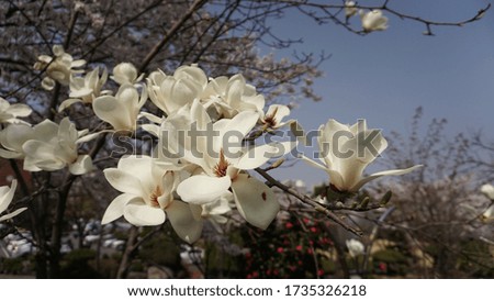 Beautiful white magnolia flowers in park.
