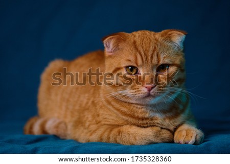 red cat breed Scottish fold on a blue background
