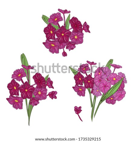 Bouquet of lilac phlox. Summer garden flowers, hand-drawing. Isolated flowers for print, banner, greeting card, invitation.