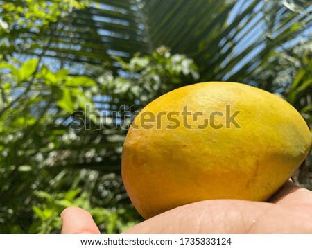 Did you like mango? Awesome picture