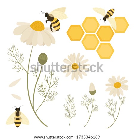 Bees and flowers chamomile. Save The Bees