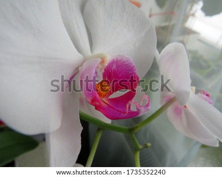 Beautiful festive white orchids. Home plant close-up on a blurry background