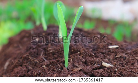 Corn seedlings Corn age 1 week