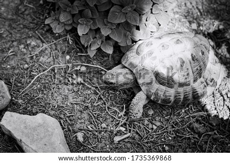 A land turtle in the garden is looking for clover to eat (Pesaro, Italy, Europe)