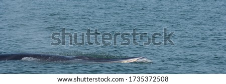 Bryde's whale or Eden's whale (Balaenoptera edeni) in the upper Gulf of Thailand. Copy space wallpaper.